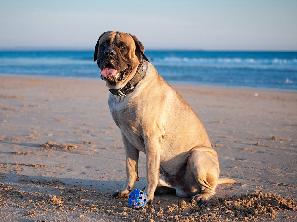 A large light-brown dog sits on a beach at sunset.