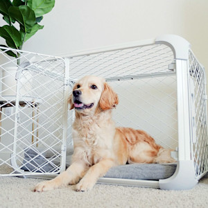 Diggs Evolv dog crate.