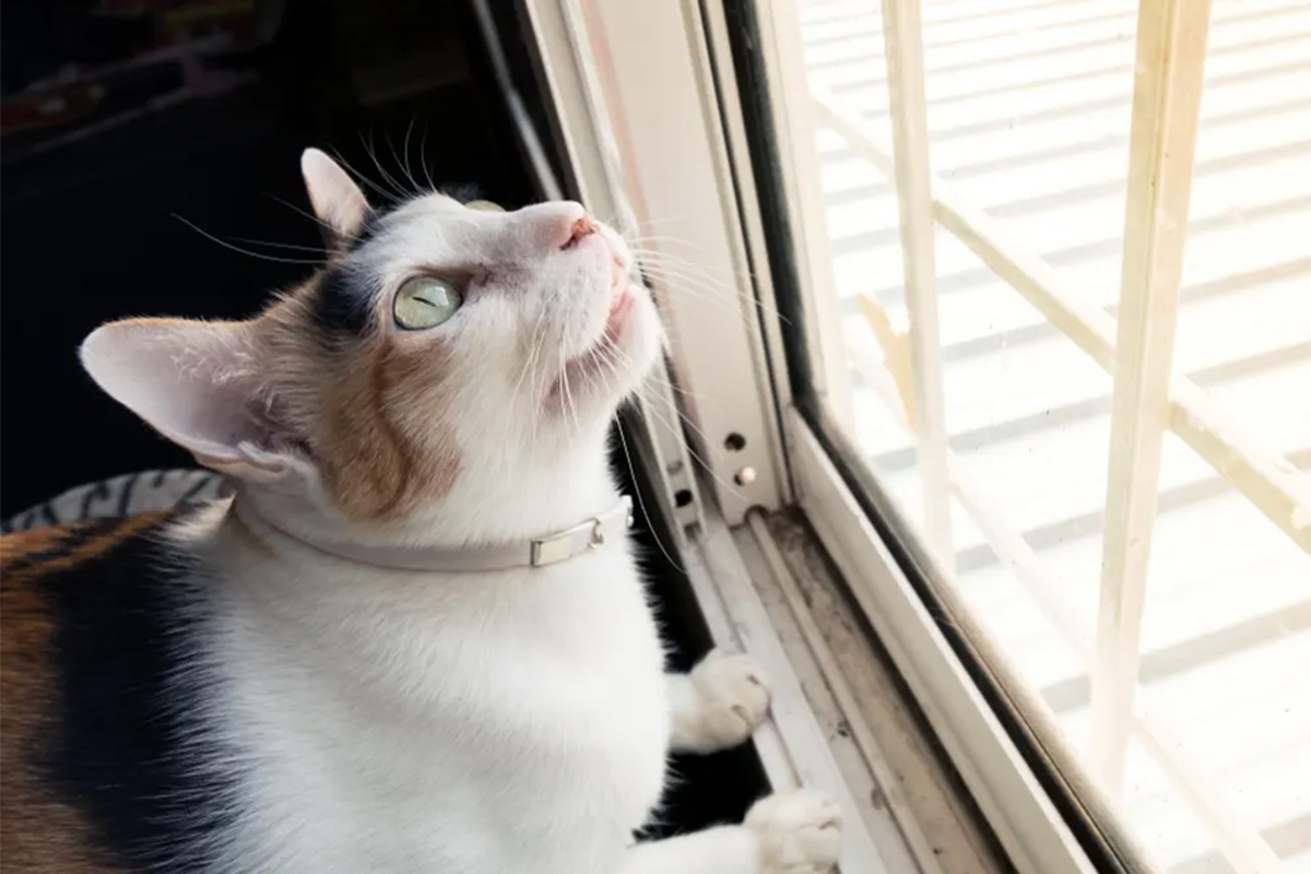 Cat looking at the sun