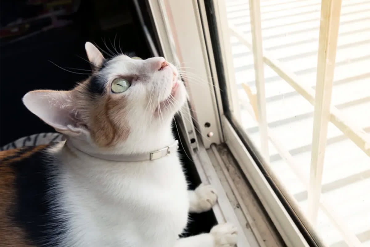 Cat looking at the sun