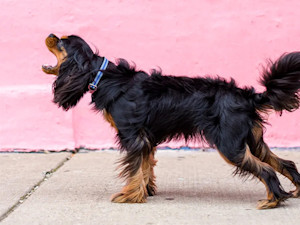 Black dog barking outside.