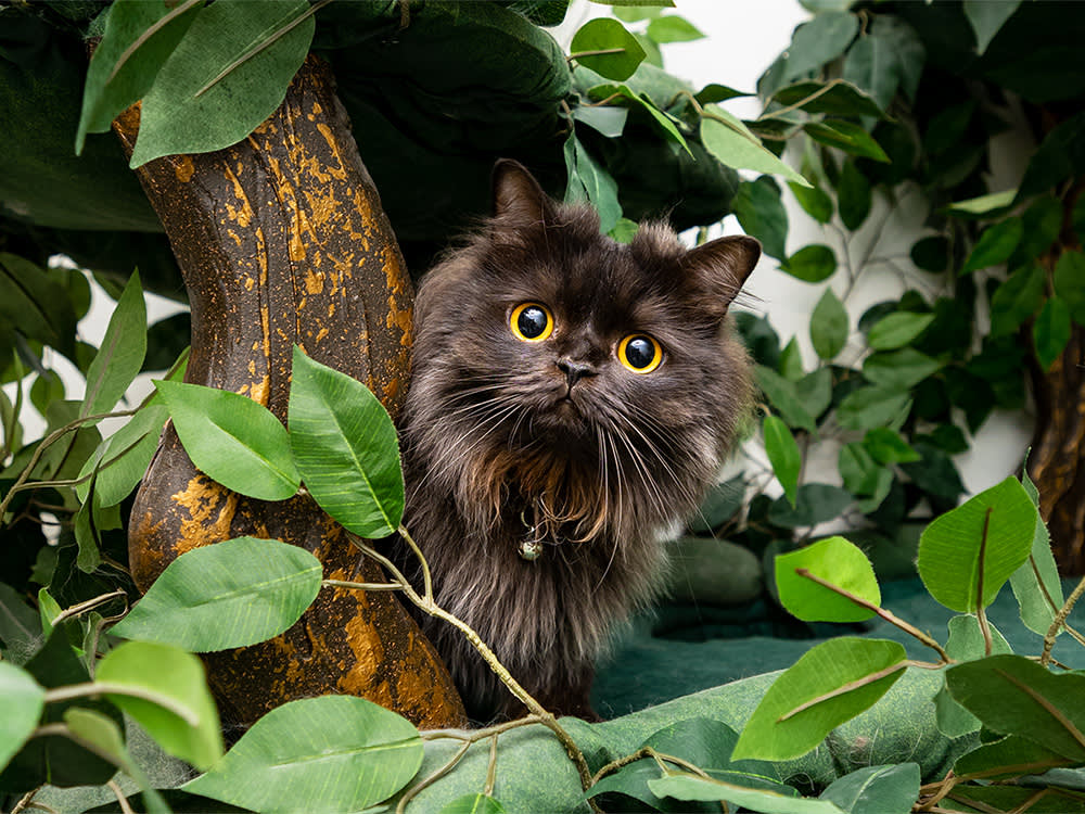 A black cat with wide eyes peaking out from a garden. 