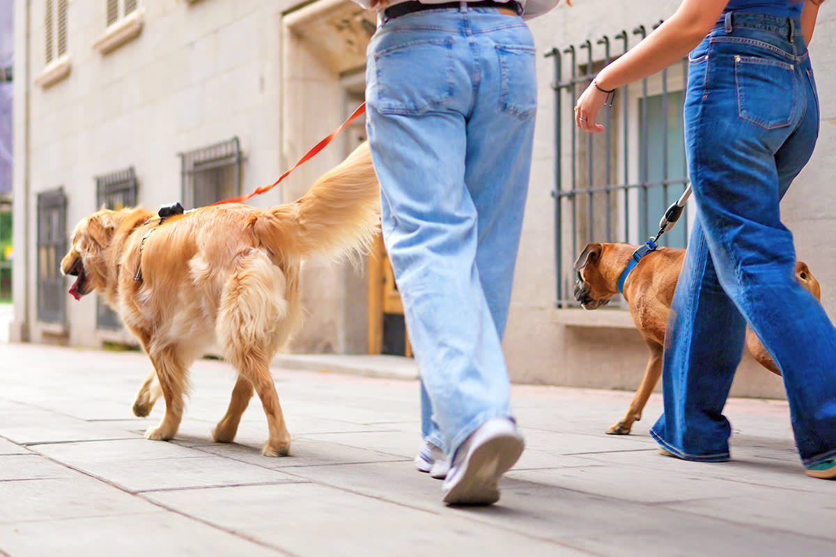 A man and a woman walk beside each other with two dogs.