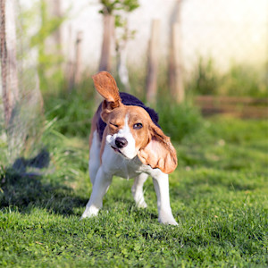 Beagle dog shaking body and ears