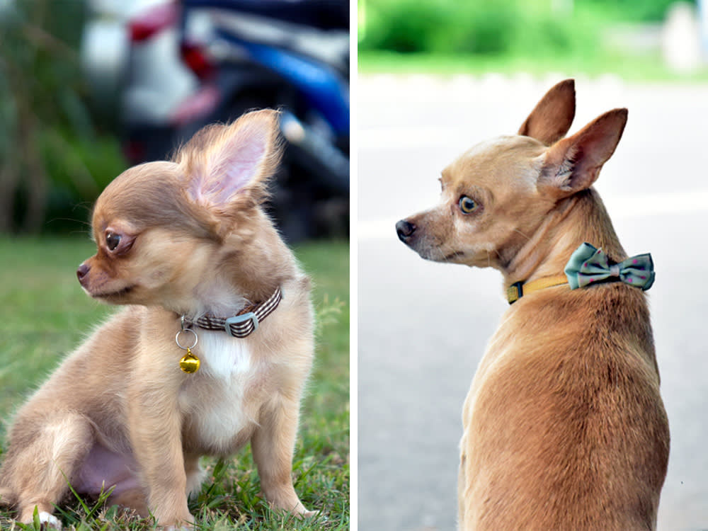 An Apple head chihuahua vs a Deer head chihuahua.