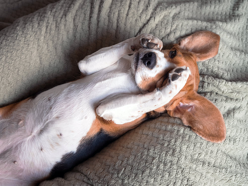 Dog pawing at face in bed.