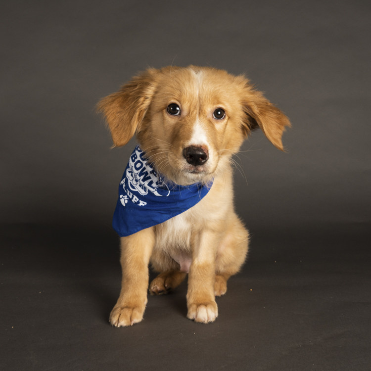 Wes puppy bowl