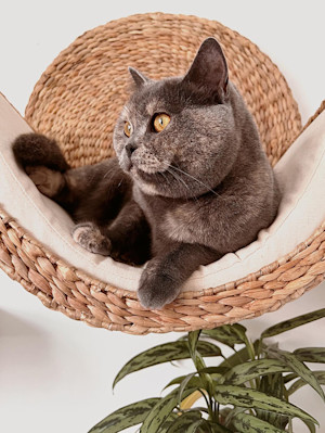 Grey cat with yellow eyes looking off to the side laying in a wicker wall hanging cat bed with a plant belowbelow