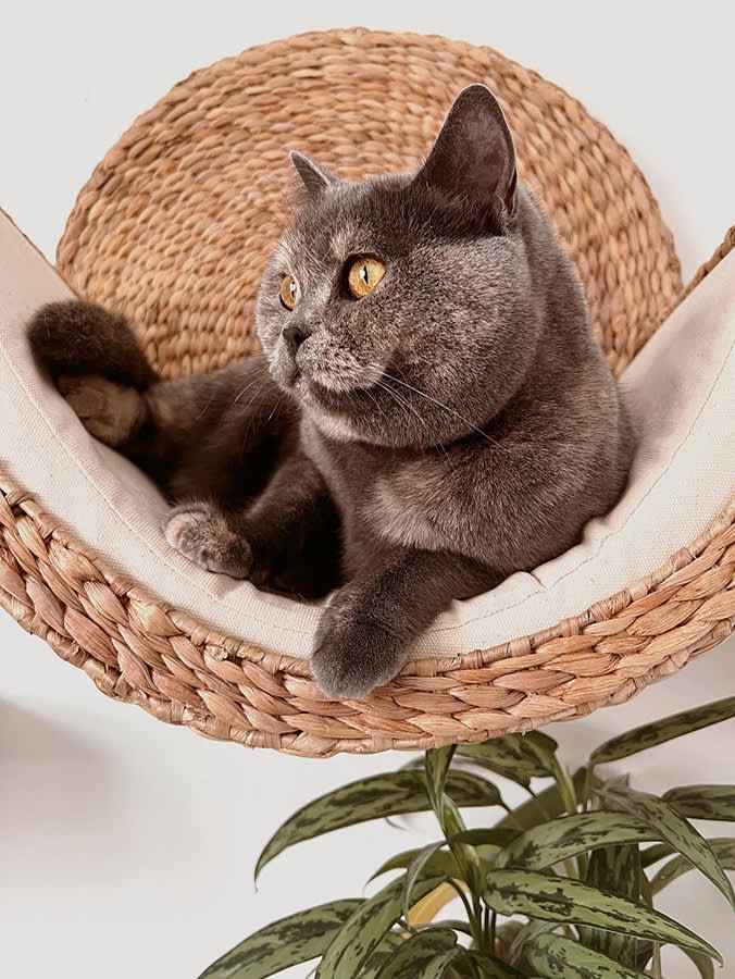 Grey cat with yellow eyes looking off to the side laying in a wicker wall hanging cat bed with a plant belowbelow