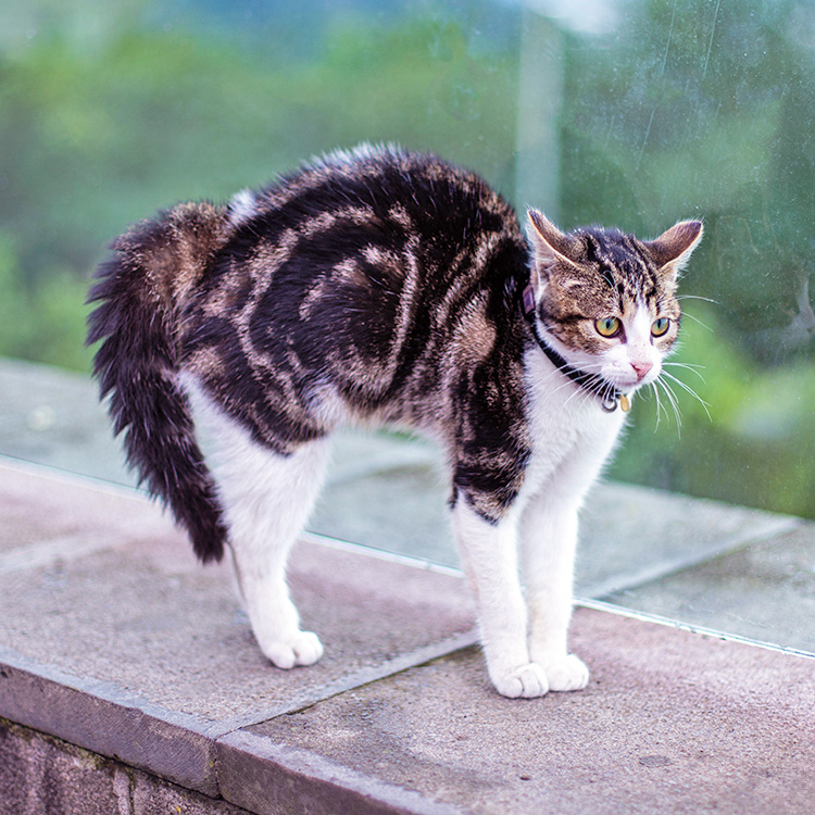 Pourquoi la queue des chats gonfle-t-elle ? Raisons et que faire · Parenté