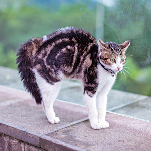 Frightened cat standing outside.