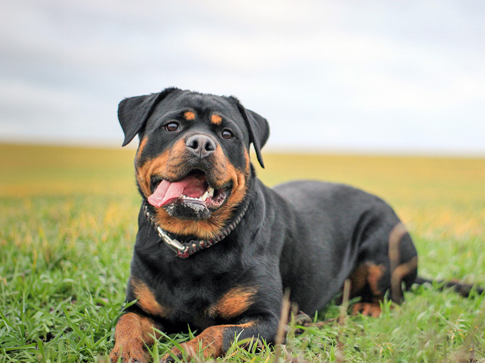 Rottweiler