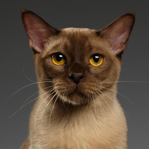 burmese cat