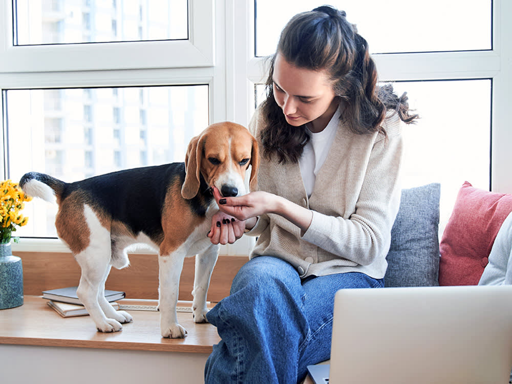 Woman giving her dog a treat at home.
