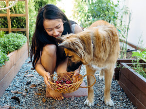 Woman holding basket of cherries next to large brown dog.