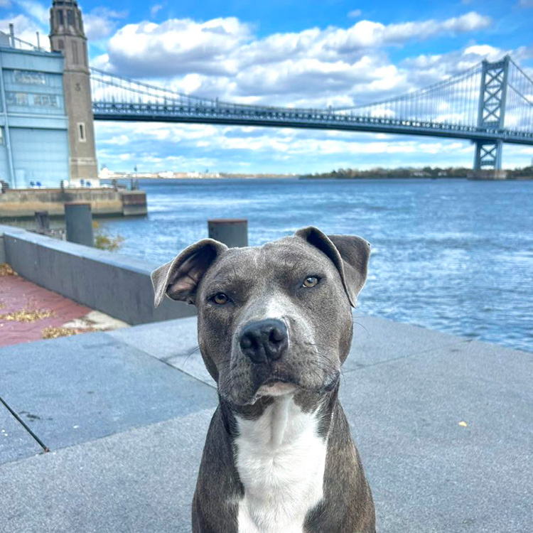 Cute Pit Bull dog in Philadelphia.
