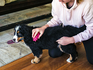 Woman brushing her Bernese Mountain dog puppy.