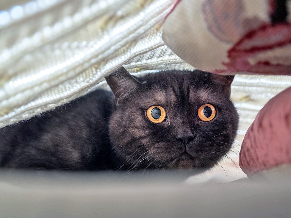 Scared cat hiding under blankets at home.