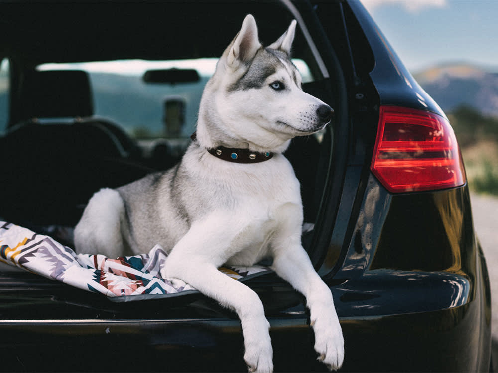 Everything You Need For A Road Trip With Dogs: Dog Travel