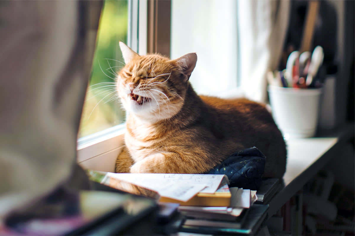 Orange cat making a stink face