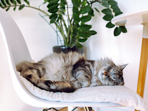 Cat sleeping in a chair at home.