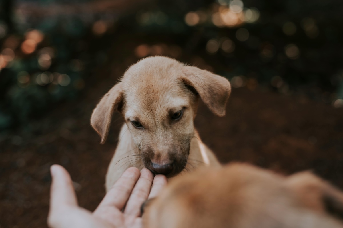a little puppy sniffing a dog