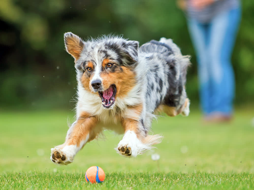 Funny dog chasing ball outside in the grass.