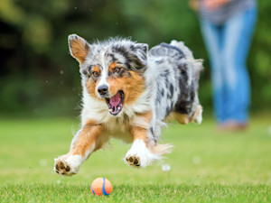 Funny dog chasing ball outside in the grass.