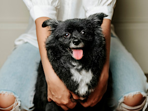 Woman in white blouse and ripped light blue jeans holding a black Pomeranian dog in her lap
