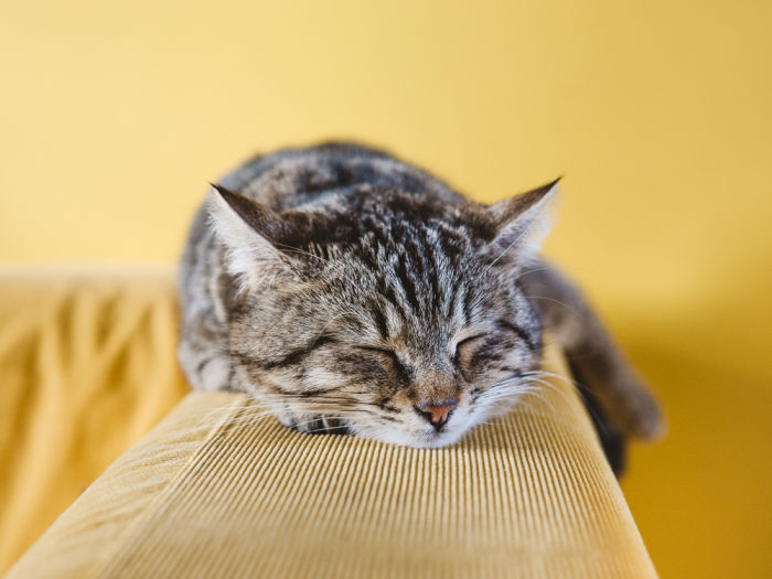 Cat napping on a yellow couch against a yellow background