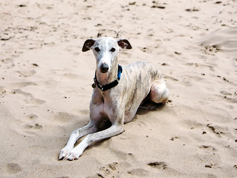 A gray dog with white markings sits on the sand of a beach.