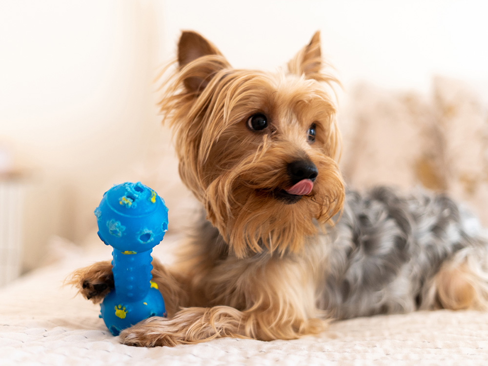 Yorkshire Terrier