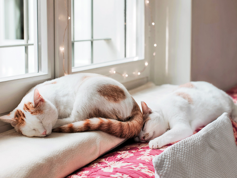 Two cats sleeping by a window at home.