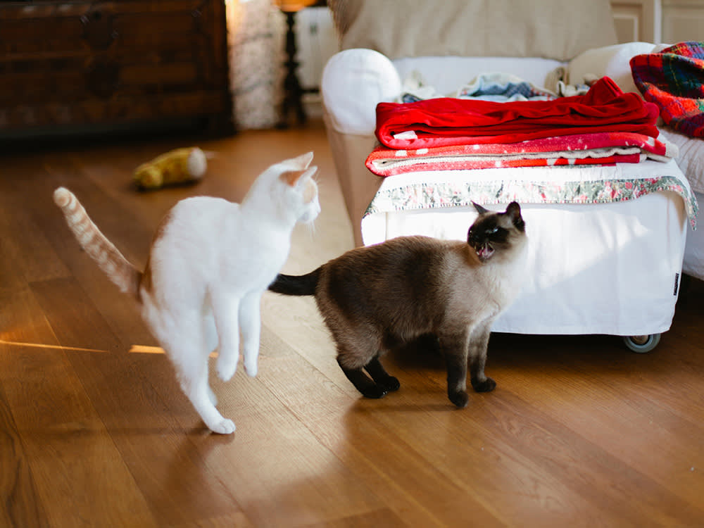 Two cats in a living room that appear to be arguing. 