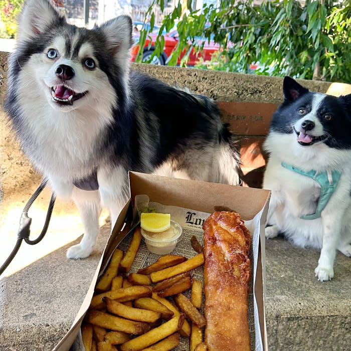 two dogs at Proper Fish