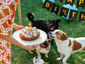 Dogs gathered in the backyard celebrating first birthday. Unrecognizable owner holding a birthday cake with a candle.