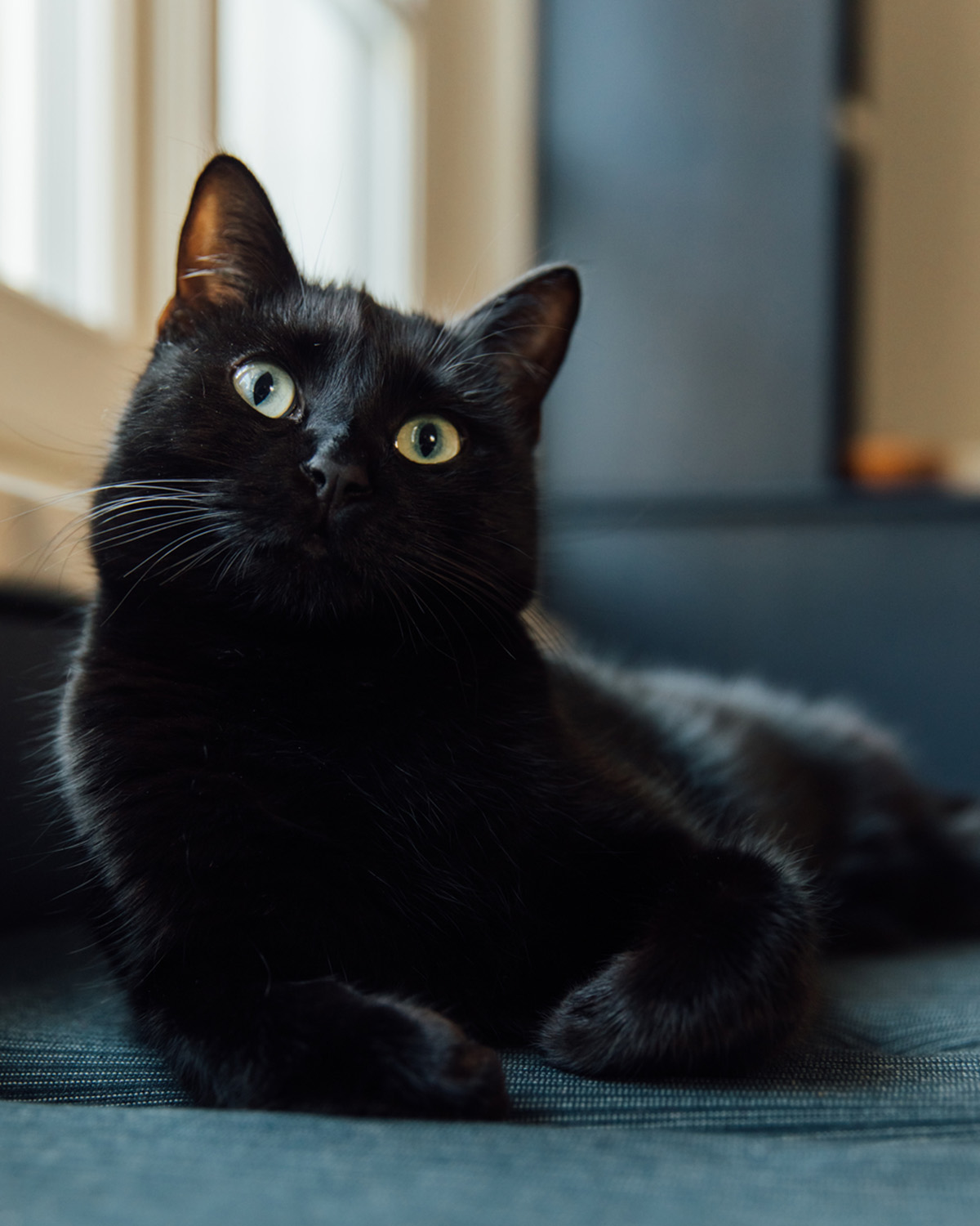 Black cat by a window