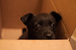 a picture of a very cute black puppy looking sadly out of a cardboard box