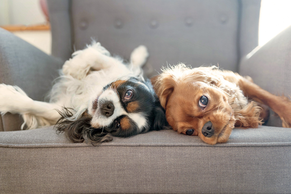 Two dogs lying on a couch