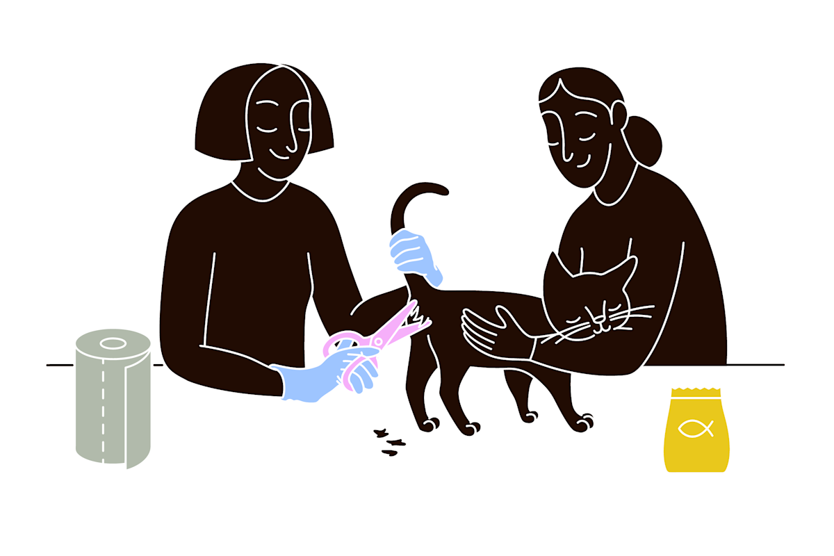 pet parent cuts the fur around a cat’s anus before expression
