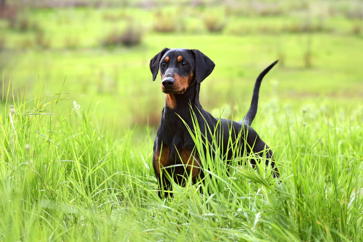 Doberman Pinscher with uncropped ears