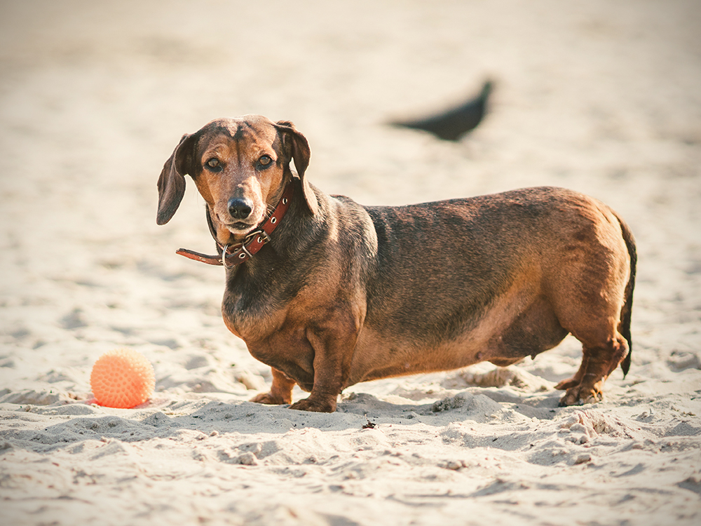 Overweight discount weiner dog