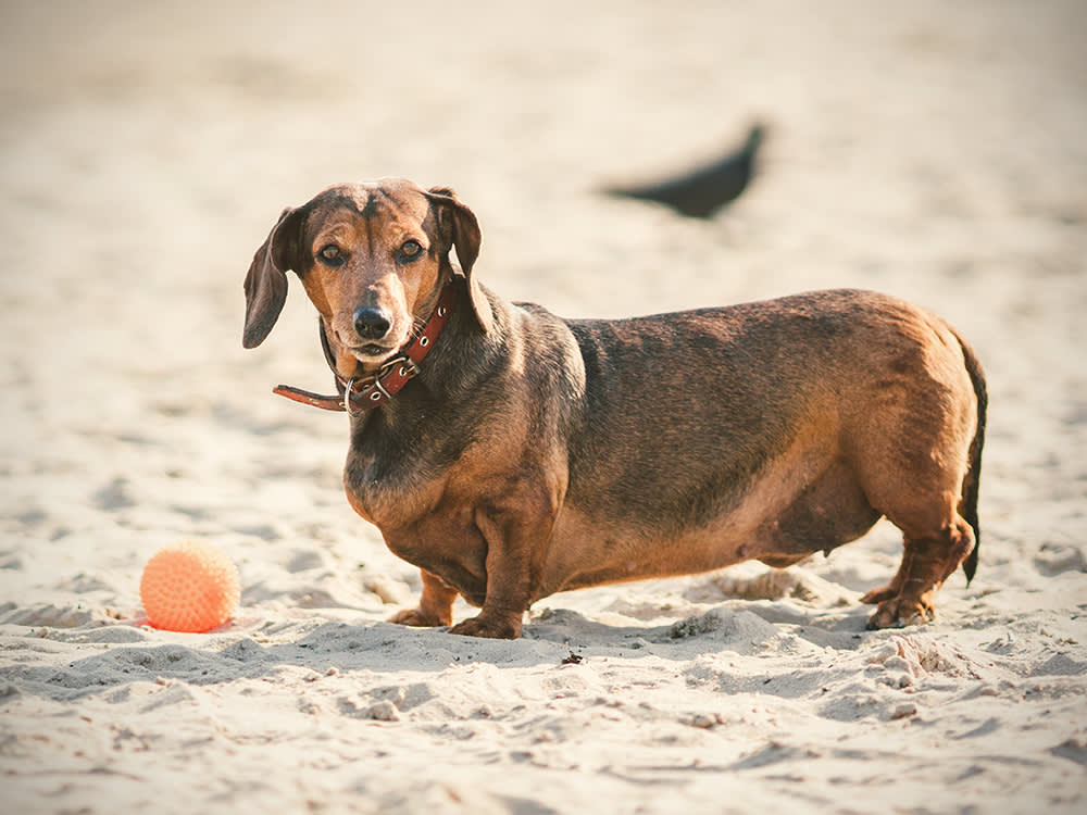 The Truth About Canine Obesity · The Wildest