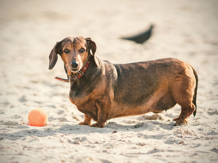 An obese dachshund dog plays with a rubber ball on a sandy beach