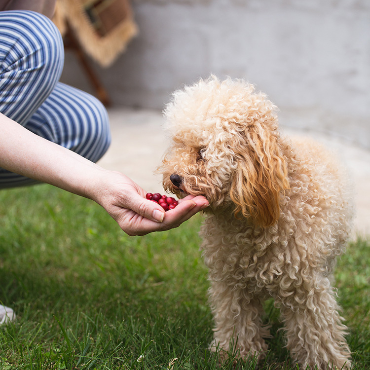 Woman letting her small dog smell cranberries in her hand outside.