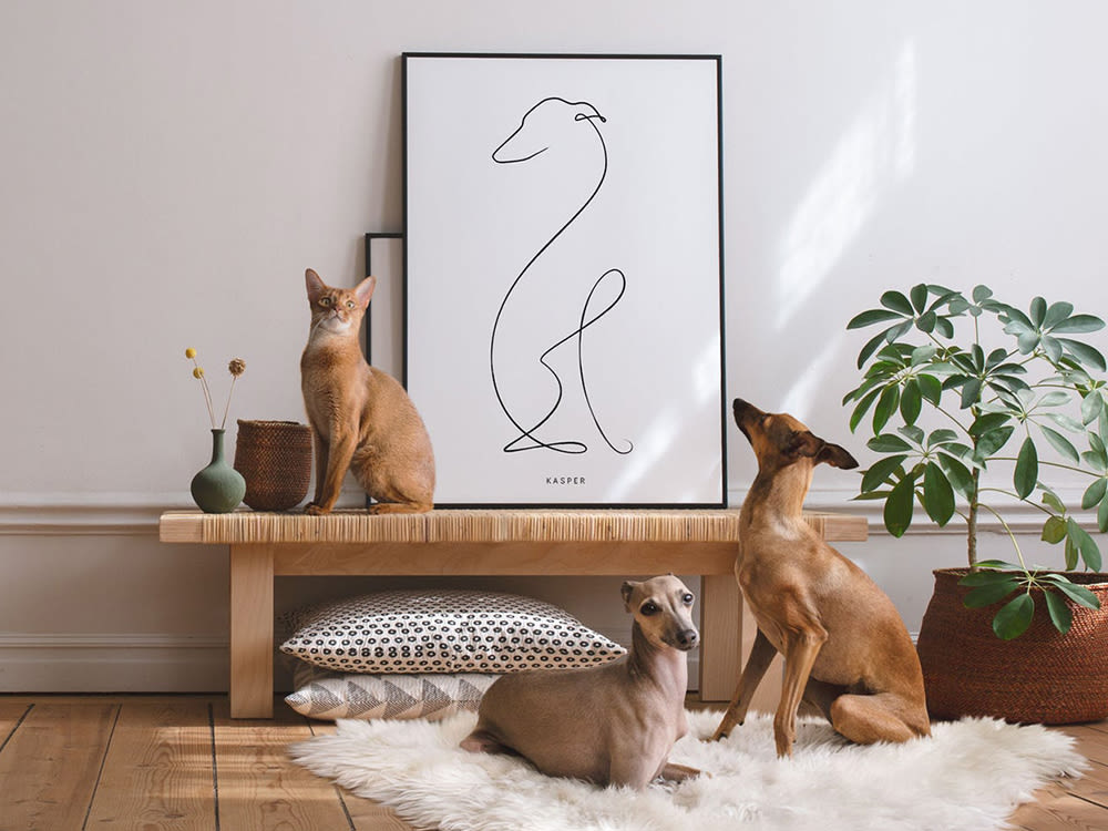 Two Greyhound mixed breed dogs sitting on a white furry rig on the floor in a living room beneath a bench where a tan brown cat is sitting next to a customized piece of artwork leaning on the wall and the bench