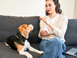 Woman giving pill to Beagle Dog.