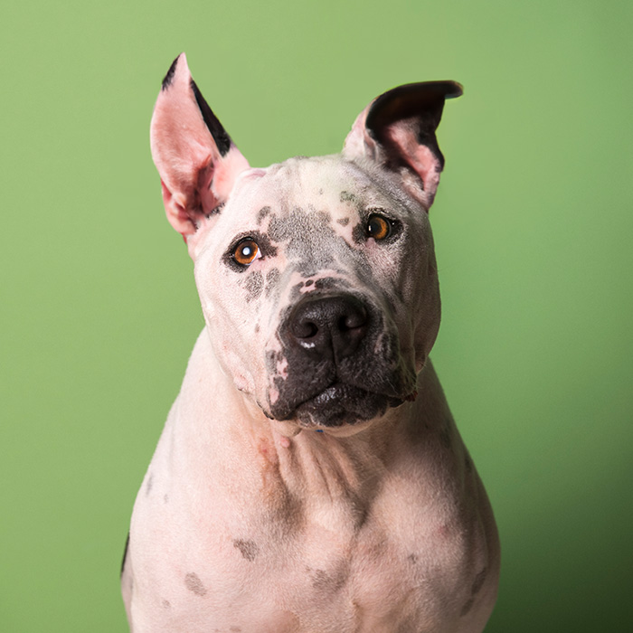 a white dog with uncropped ears