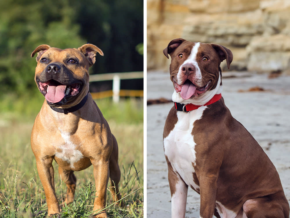 everydoghasastory / Adobe Stock
Hugo Félix / Adobe Stock