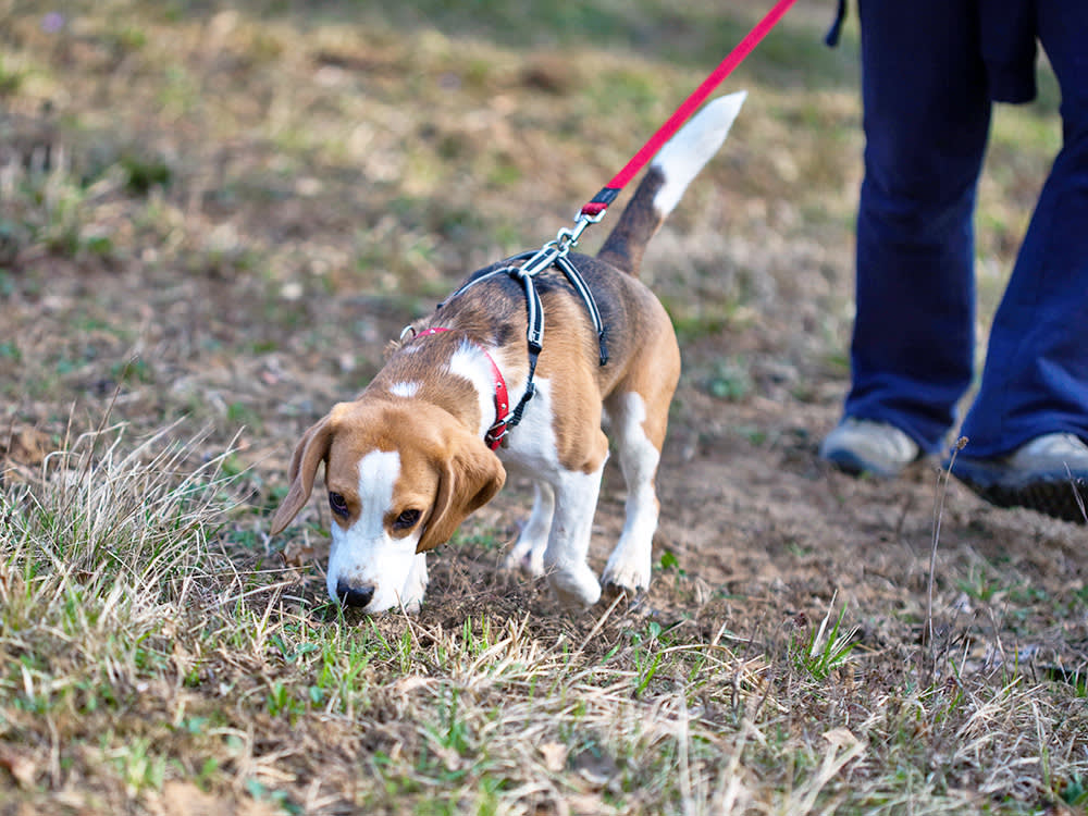 Beagle sniffing outside in the grass.